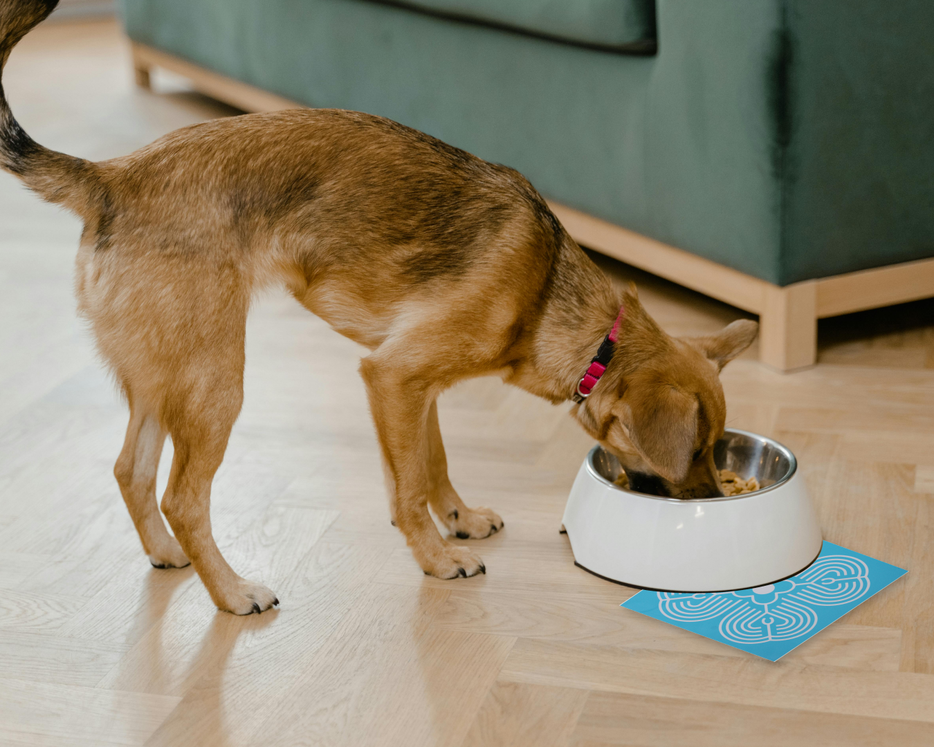 Атма для Собак: Индивидуальная Гармония для Вашего Питомца
