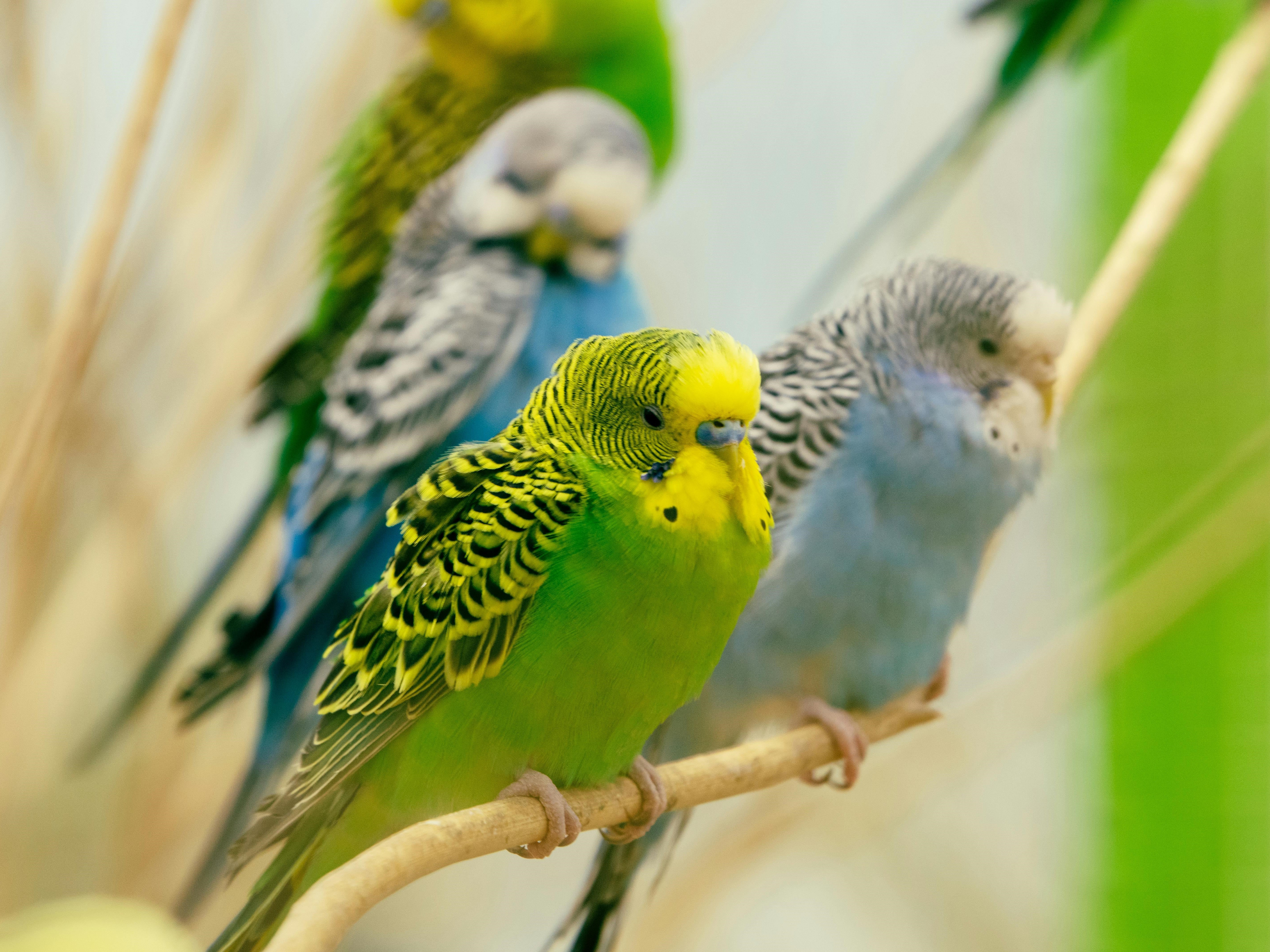 Пернатая Гармония: Атма для Птиц